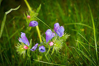 Purple and pink flower in our garden Dutch name: slangenkruid (snake herb).  Echium vulgare,Heesch,The Netherlands,Vipers Bugloss,europe,flowers,macro,macro garden,plants