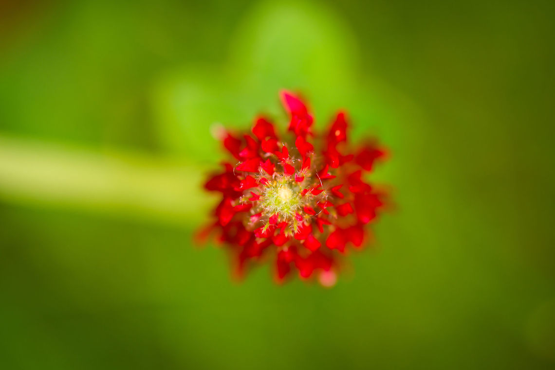 Top view of a Crimson Clover in our garden  Crimson clover,Europe,Heesch,The Netherlands,Trifolium incarnatum,flowers,macro,macro garden