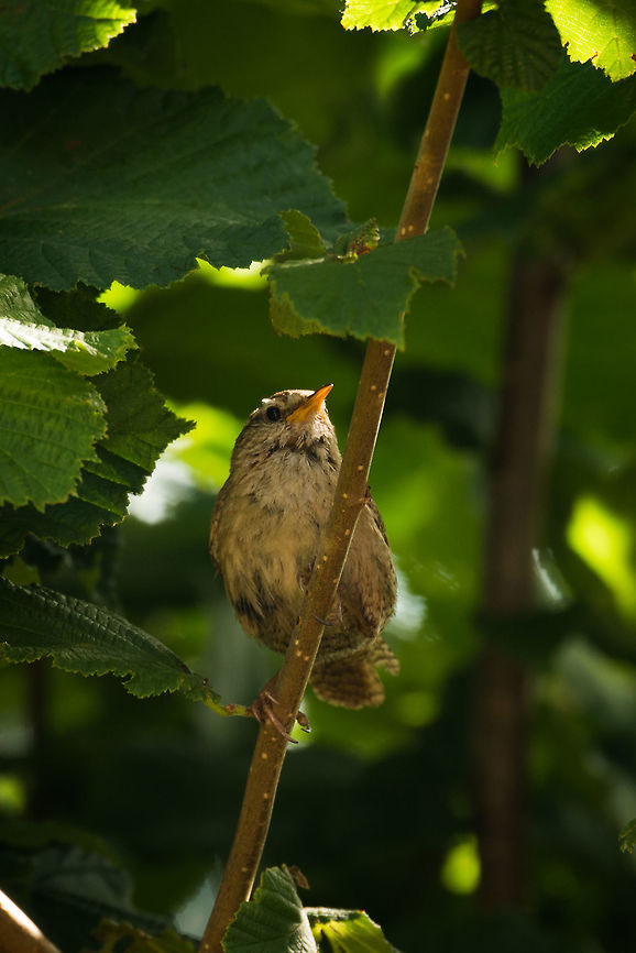 Eurasian Wren in garden I know of all birds that visit our garden, mostly because they are longtime visitors that return each season. On this day, however, I heard a new call, one I hadn't heard before. A call so rapid it sounds like a cricket. It turns to be this Eurasian Wren. Welcome on board, have a feast on our spiders. Eurasian Wren,Heesch,Troglodytes troglodytes