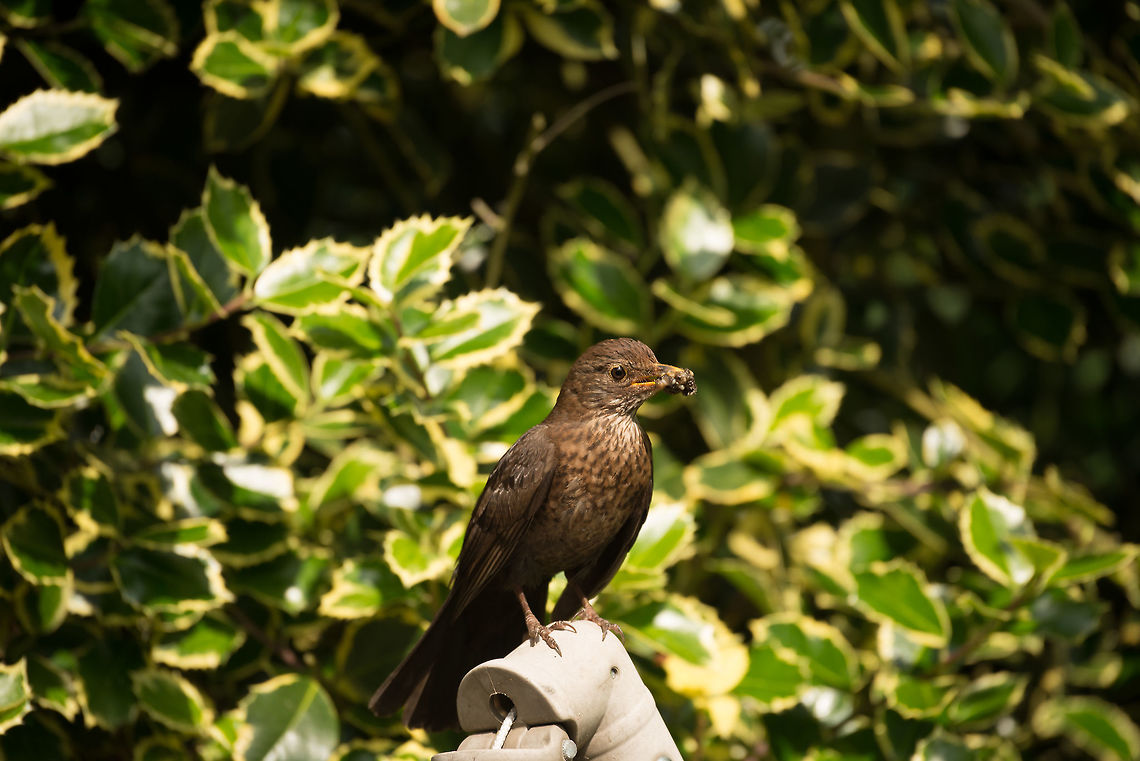 Female blackbird nemesis The nemesis of the 'hood, as it continuously plagues our cat with its high pitched call. Here you see it busy both with being annoying and nest-building.  Common Blackbird,Heesch,Turdus merula