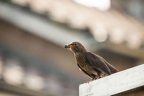 Female blackbird with mouth full Time and time again we see it with this nasty smudge of snails, larvae and other soft things to feed its young. Common Blackbird,Geotagged,Heesch,Netherlands,Summer,Turdus merula
