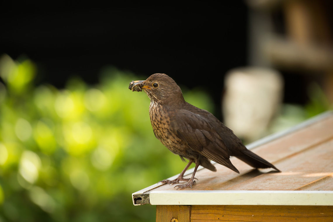 Female blackbird with mouth full - 2 Time and time again we see it with this nasty smudge of snails, larvae and other soft things to feed its young.  Common Blackbird,Heesch,Turdus merula