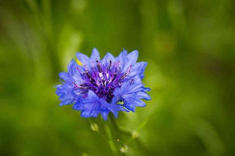 Bachelors button in our garden  Bachelors button,Centaurea cyanus,Geotagged,Heesch,Macro Garden,Netherlands,Summer