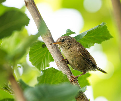 Closeup of Eurasian Wren in our garden Very amusing bird to watch, very active and loud.  Eurasian Wren,Geotagged,Heesch,Netherlands,Summer,Troglodytes troglodytes