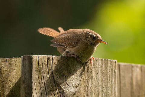 Eurasian Wren - mini nemesis Interestingly called "winter king" in dutch, shown here during the summer. It's a new bird in our garden, we think it is here due to insect life boosted by a new section in our garden that we dedicate to wild growth. I'm calling it a mini nemesis due to it being encouraged by the female blackbird in our garden who makes our cat's life miserable. 

Just like the blackbird, this Wren got cockier every day. That's why I could approach it this close. Luckily though, its call is pleasant, and not deafening. Eurasian Wren,Geotagged,Heesch,Netherlands,Summer,Troglodytes troglodytes