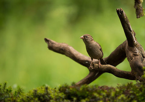House Sparrow in Hoenderloo Start of a new set. Me and a friend hired a bird watching house at the edge of a forest for half a day. There's water and food to lure the birds, and some great decoration to take good photos. Quite staged, but we enjoyed it very much anyway. Hoenderloo,House sparrow,Passer domesticus
