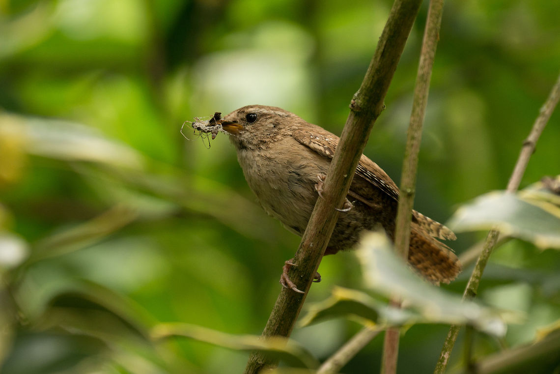 Eurasian Wren - catch of the day In our garden, caught with a mouthful of spiders and other insects. Eurasian Wren,Geotagged,Netherlands,Summer,Troglodytes troglodytes