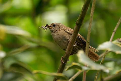 Eurasian Wren - catch of the day In our garden, caught with a mouthful of spiders and other insects. Eurasian Wren,Geotagged,Netherlands,Summer,Troglodytes troglodytes