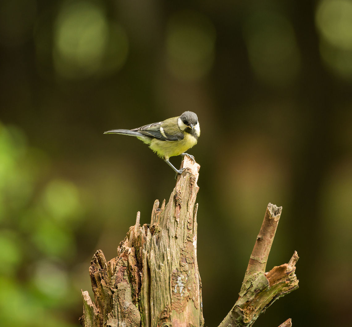 Great Tit in Hoenderloo One of the Netherlands&#039; most abundant birds, available all-year round, both tame and wild. This one lives in the forest. Great Tit,Hoenderloo,Parus major