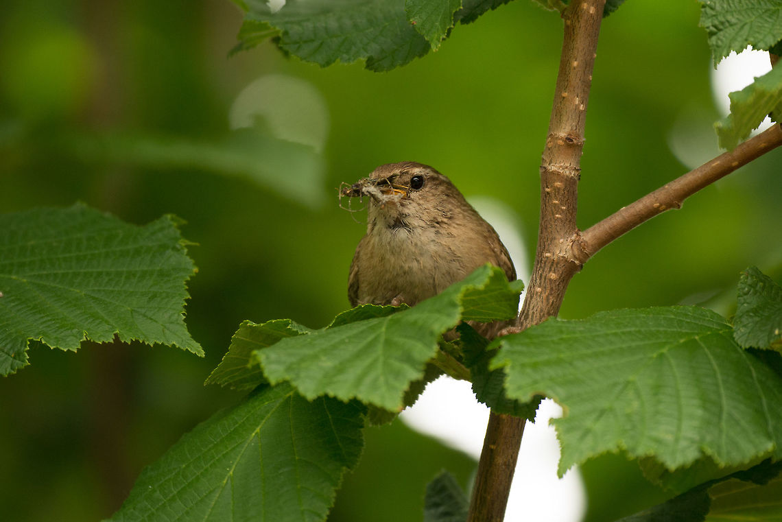 Eurasian Wren - catch of the day II Mouthful of insects, mostly spiders. Eurasian Wren,Geotagged,Netherlands,Summer,Troglodytes troglodytes