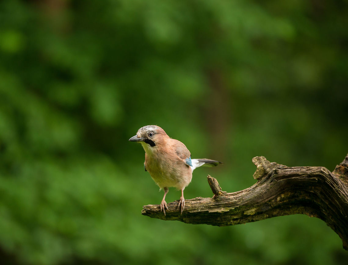 Eurasian Jay leaning in, Hoenderloo One of the larger forest birds in the Netherlands, known for its behavior to bury excess food, only to forget about the location later on, or so goes the myth. Eurasian Jay,Garrulus glandarius,Geotagged,Hoenderloo,Netherlands,Summer