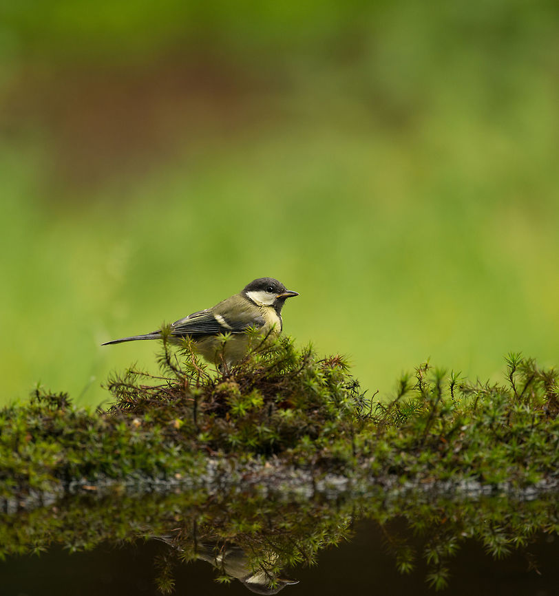 Great tit reflection, Hoenderloo  Geotagged,Great Tit,Hoenderloo,Netherlands,Parus major,Summer