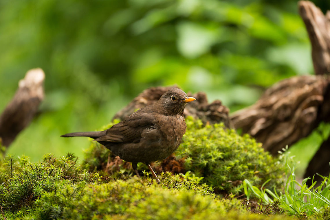 Female blackbird in Hoenderloo, Netherlands Walking on the mossy edge of a drinking pool. Common Blackbird,Geotagged,Hoenderloo,Netherlands,Summer,Turdus merula