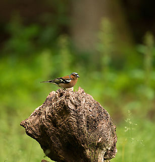 Chaffinch joins feeding party in Hoenderloo  Chaffinch,Fringilla coelebs,Geotagged,Hoenderloo,Netherlands,Summer