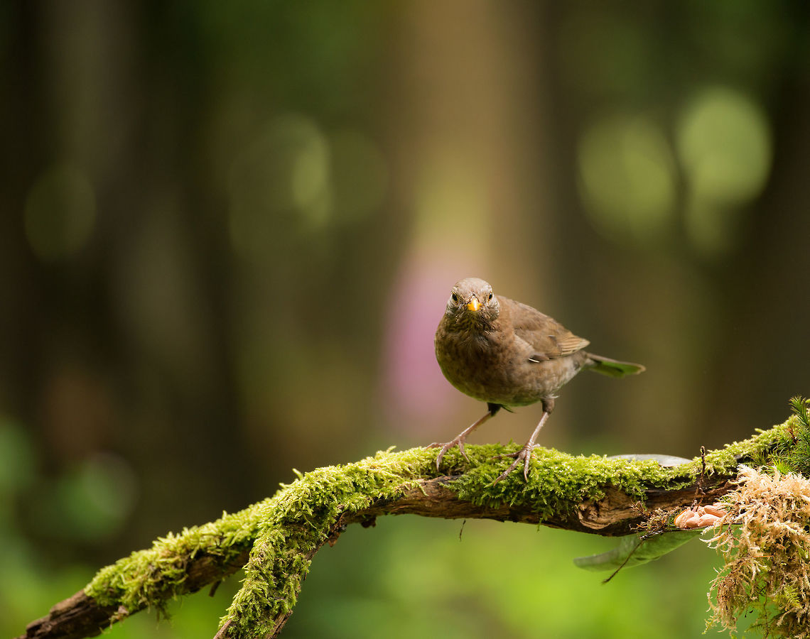 Female blackbird pose in Hoenderloo  Common Blackbird,Geotagged,Hoenderloo,Netherlands,Summer,Turdus merula