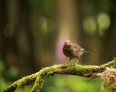 Female blackbird pose in Hoenderloo  Common Blackbird,Geotagged,Hoenderloo,Netherlands,Summer,Turdus merula