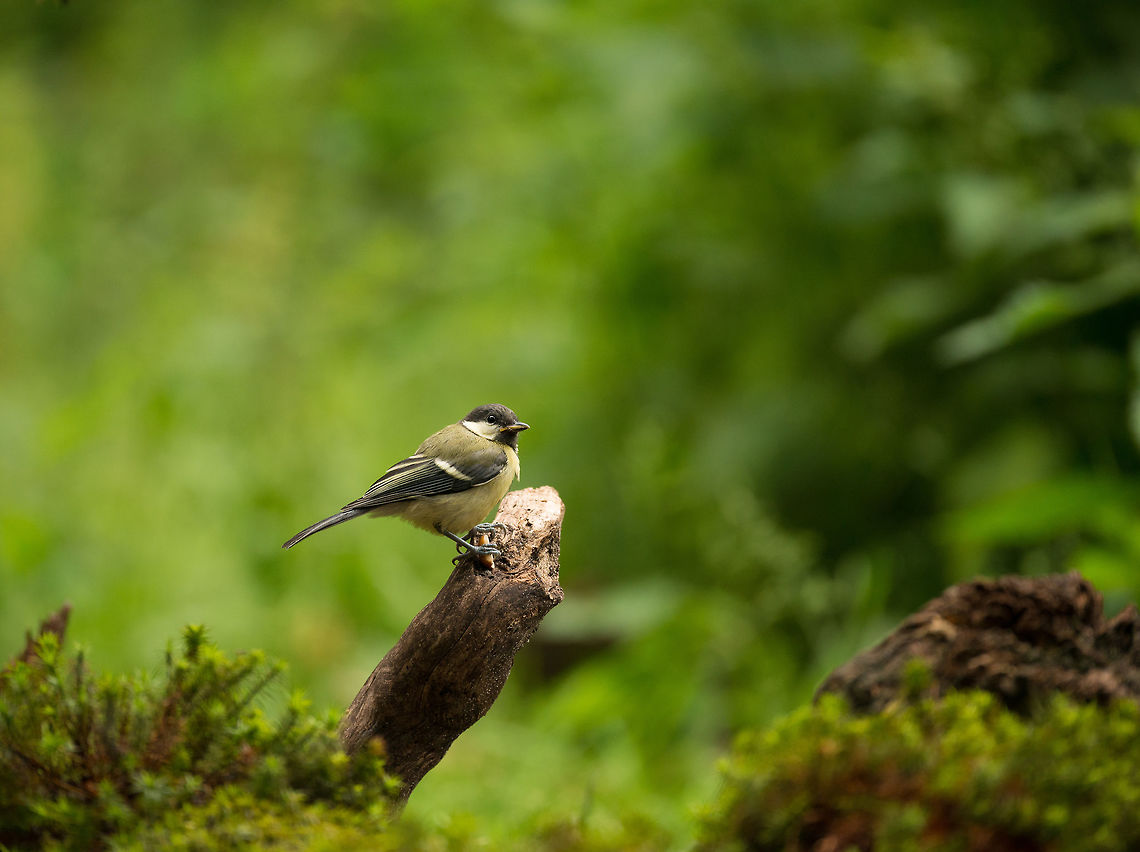 Great tit fetches nuts, Hoenderloo, Netherlands  Geotagged,Great Tit,Hoenderloo,Netherlands,Parus major,Summer
