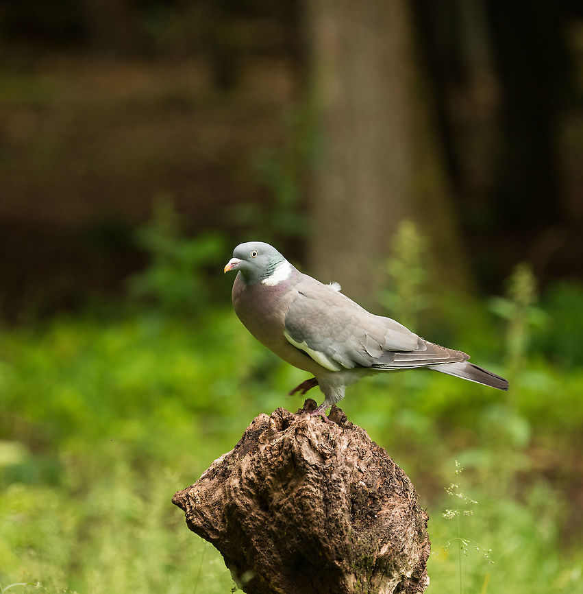 Common Wood Pigeon in Hoenderloo, Netherlands Always on guard. We don't have many birds of prey in the Netherlands, but the few we have, are all after this pigeon. Columba palumbus,Common Wood Pigeon,Geotagged,Hoenderloo,Netherlands,Summer