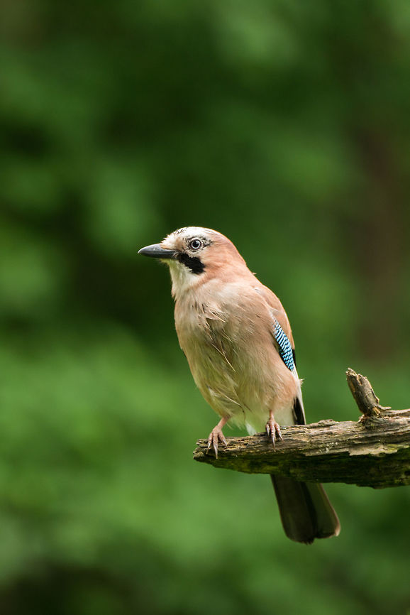 Eurasian Jay portrait, Hoenderloo  Eurasian Jay,Garrulus glandarius,Geotagged,Hoenderloo,Netherlands,Summer