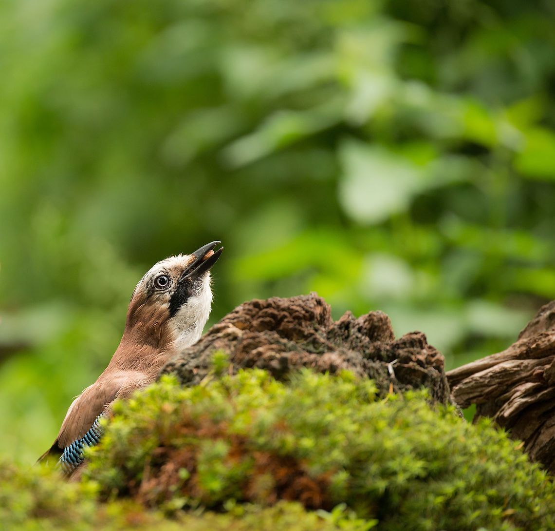 Eurasian Jay feeding on ground, Hoenderloo  Eurasian Jay,Garrulus glandarius,Geotagged,Hoenderloo,Netherlands,Summer