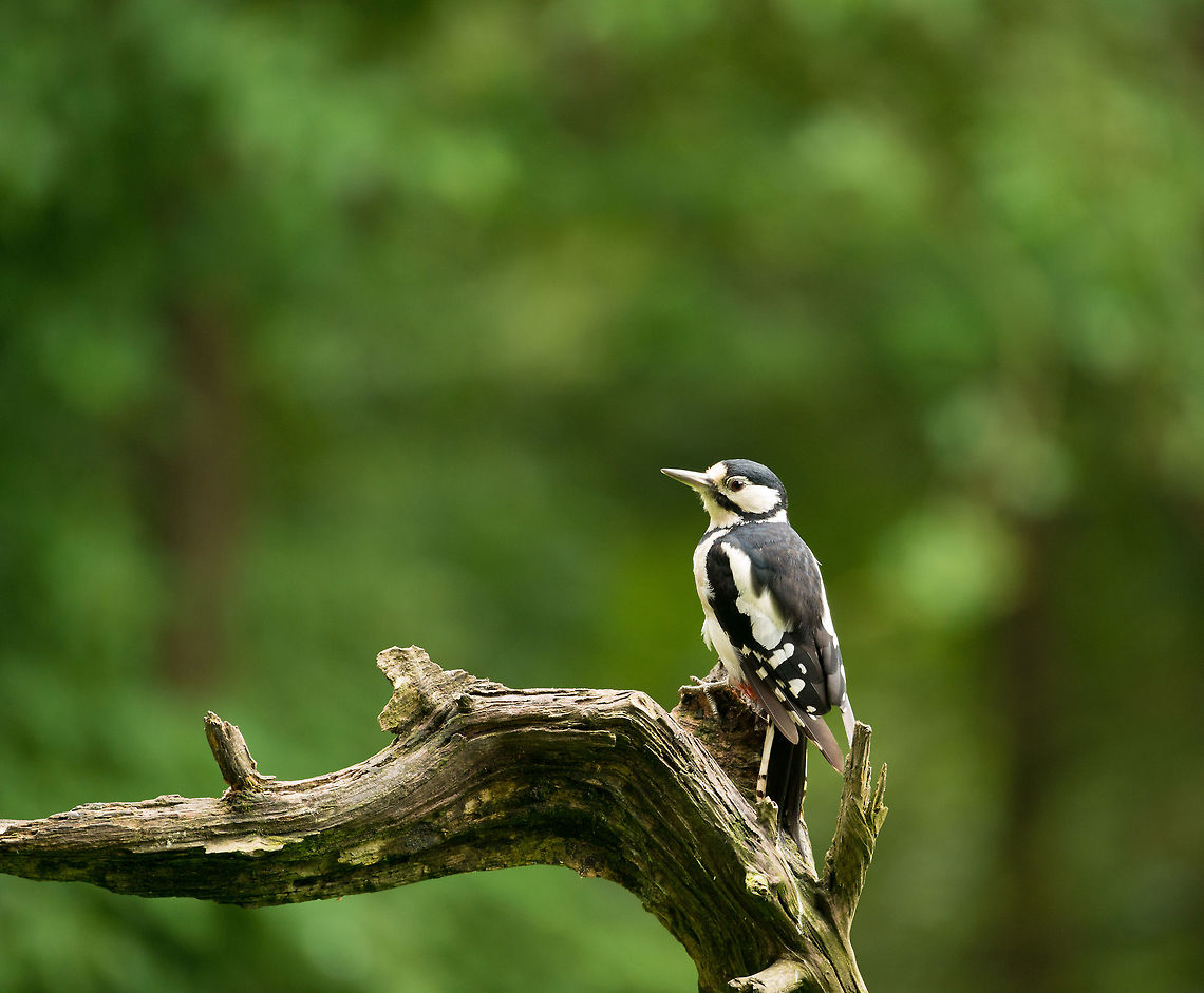Great Spotted Woodpecker in Hoenderloo Although I have seen this bird a few times in my life, this is the first time I was able to photograph it. Normally it is very shy and nervous, but this time we were behind a camouflage net. Dendrocopos major,Geotagged,Great Spotted Woodpecker,Hoenderloo,Netherlands,Summer