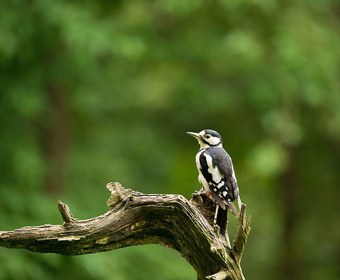Great Spotted Woodpecker in Hoenderloo Although I have seen this bird a few times in my life, this is the first time I was able to photograph it. Normally it is very shy and nervous, but this time we were behind a camouflage net. Dendrocopos major,Geotagged,Great Spotted Woodpecker,Hoenderloo,Netherlands,Summer