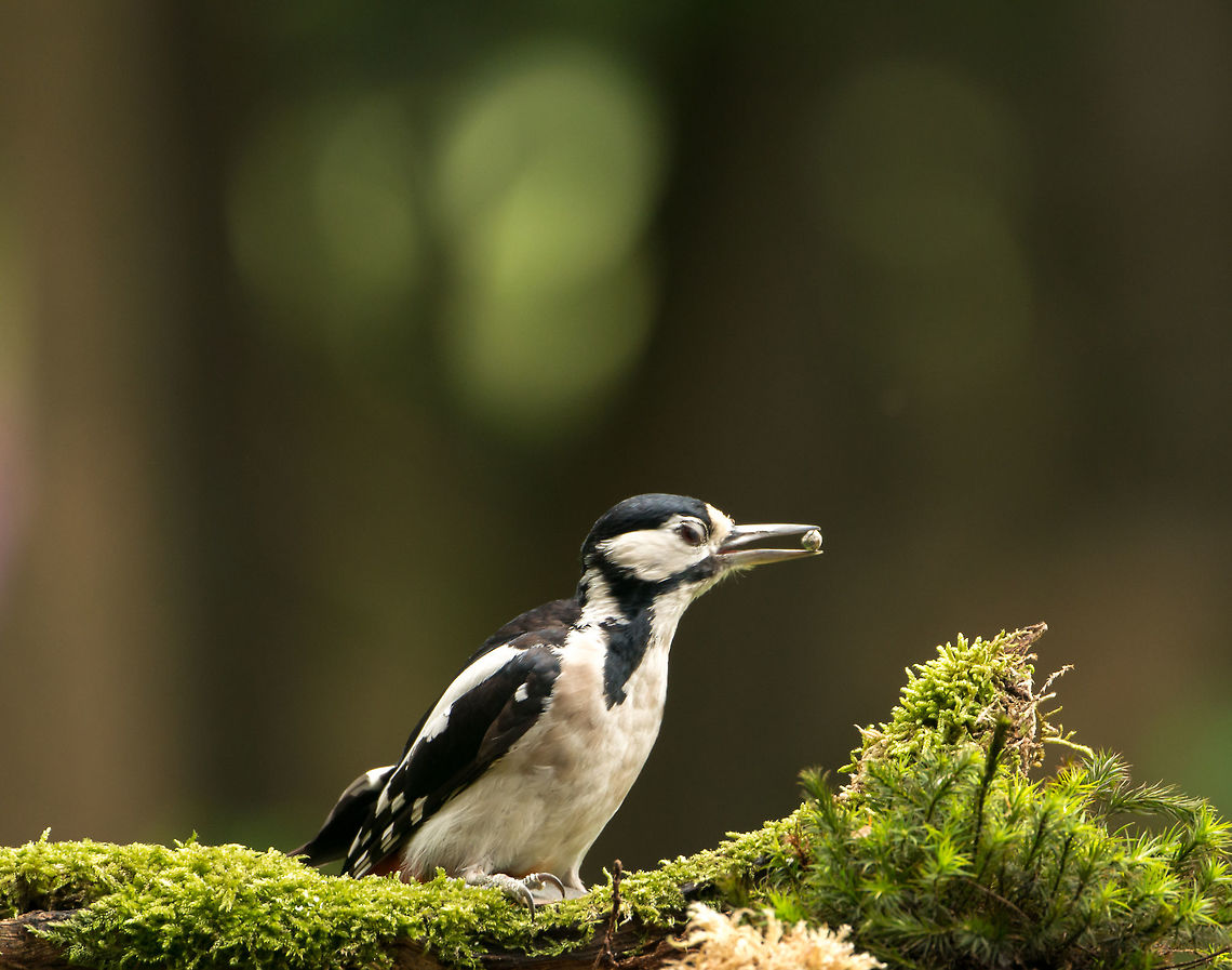 Great Spotted Woodpecker controls food Not a great quality crop, but I like the pose. They are the &quot;drummers of the forest&quot;. They don&#039;t just use their beaks to carve out nest holes, they also drum to indicate territory and attract mates. Dendrocopos major,Geotagged,Great Spotted Woodpecker,Hoenderloo,Netherlands,Summer