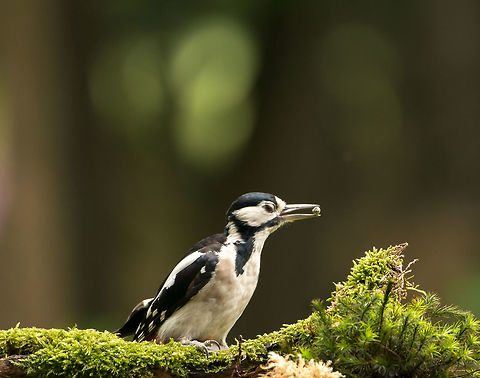 Great Spotted Woodpecker controls food Not a great quality crop, but I like the pose. They are the "drummers of the forest". They don't just use their beaks to carve out nest holes, they also drum to indicate territory and attract mates. Dendrocopos major,Geotagged,Great Spotted Woodpecker,Hoenderloo,Netherlands,Summer
