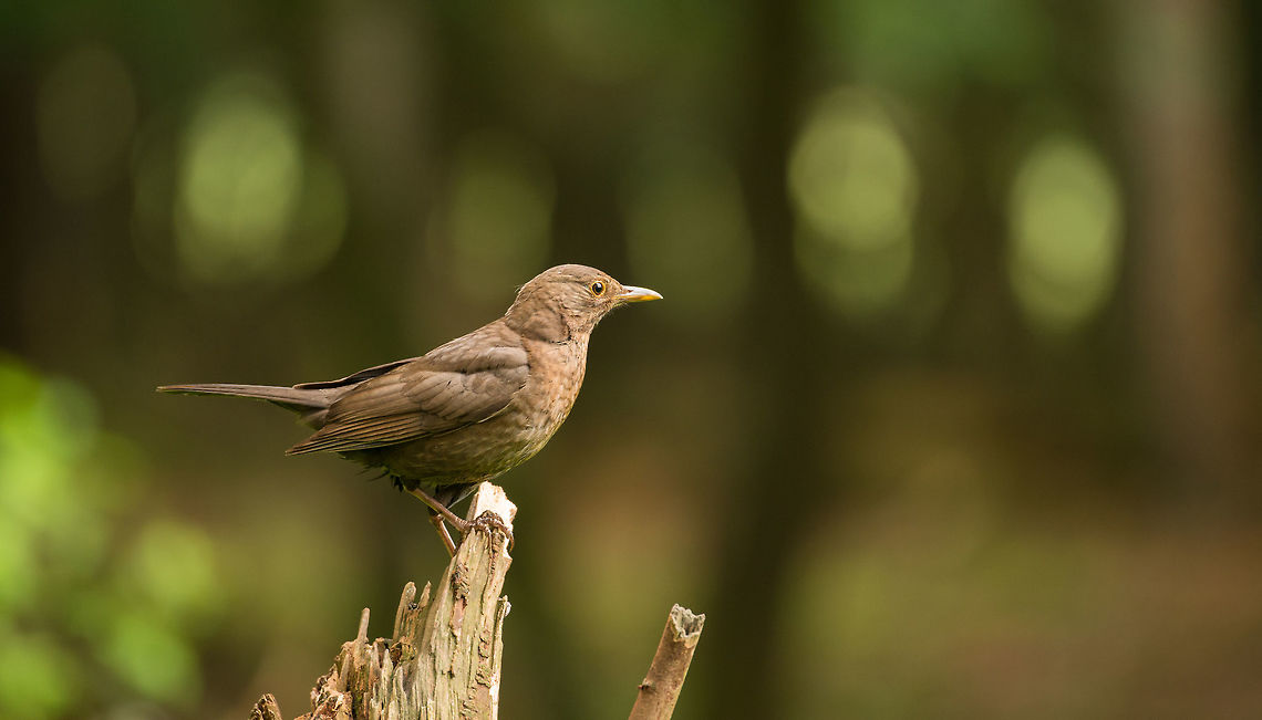Female blackbird posing, Hoenderloo  Common Blackbird,Geotagged,Hoenderloo,Netherlands,Summer,Turdus merula