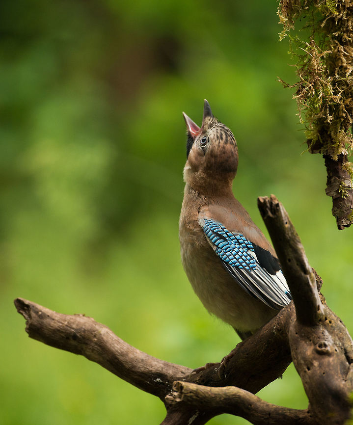 Eurasian Jay queueing for feeding spot Out of this view are two other jays taking the best feeding spot, whilst this one makes itself heard. Eurasian Jay,Garrulus glandarius,Geotagged,Hoenderloo,Netherlands,Summer