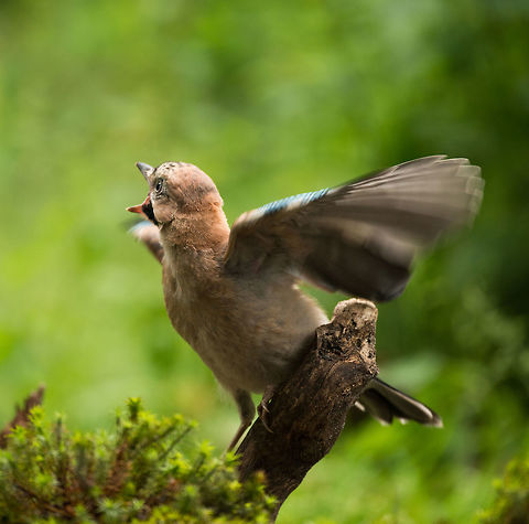Eurasian Jay flapping wings  Eurasian Jay,Garrulus glandarius,Geotagged,Hoenderloo,Netherlands,Summer