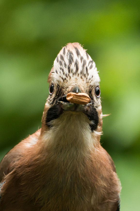 Eurasian Jay closeup portrait  Eurasian Jay,Garrulus glandarius,Geotagged,Hoenderloo,Netherlands,Summer