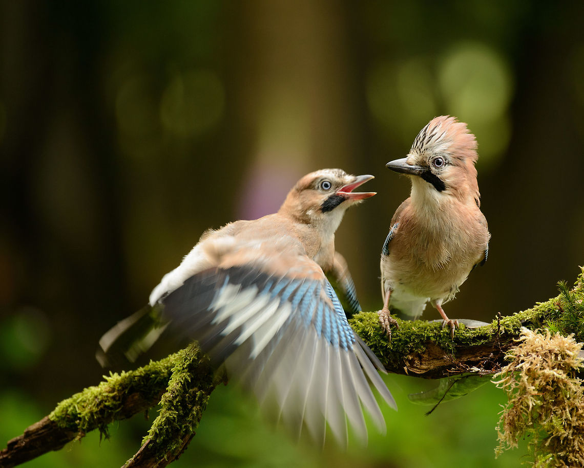 And then she was all like "blah blah blah".... Oooh, there she is:<br />
<figure class="photo"><a href="https://www.jungledragon.com/image/32443/eurasian_jay_gang_of_three.html" title="Eurasian Jay gang of three"><img src="https://s3.amazonaws.com/media.jungledragon.com/images/2/32443_thumb.jpg?AWSAccessKeyId=05GMT0V3GWVNE7GGM1R2&Expires=1769040010&Signature=OxEVC9sOIWowVH9c2TaXD5nLRAo%3D" width="200" height="154" alt="Eurasian Jay gang of three  Eurasian Jay,Garrulus glandarius,Hoenderloo" /></a></figure> Eurasian Jay,Garrulus glandarius,Geotagged,Hoenderloo,Netherlands,Summer