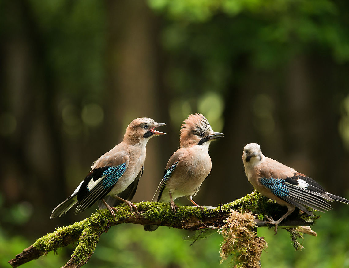 Eurasian Jay gang of three  Eurasian Jay,Garrulus glandarius,Hoenderloo