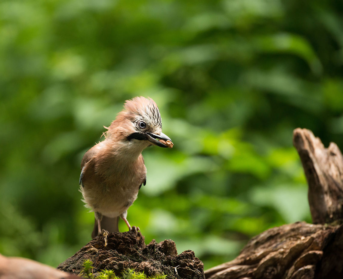 Eurasian Jay closeup feeding shot Tilting her head to figure out where that clicking is coming from, unable to see us. Eurasian Jay,Garrulus glandarius,Geotagged,Hoenderloo,Netherlands,Summer