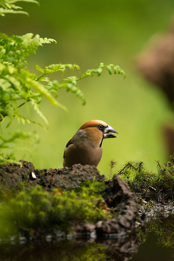 Hawfinch closeup in Hoenderloo  Coccothraustes coccothraustes,Geotagged,Hawfinch,Hoenderloo,Netherlands,Summer