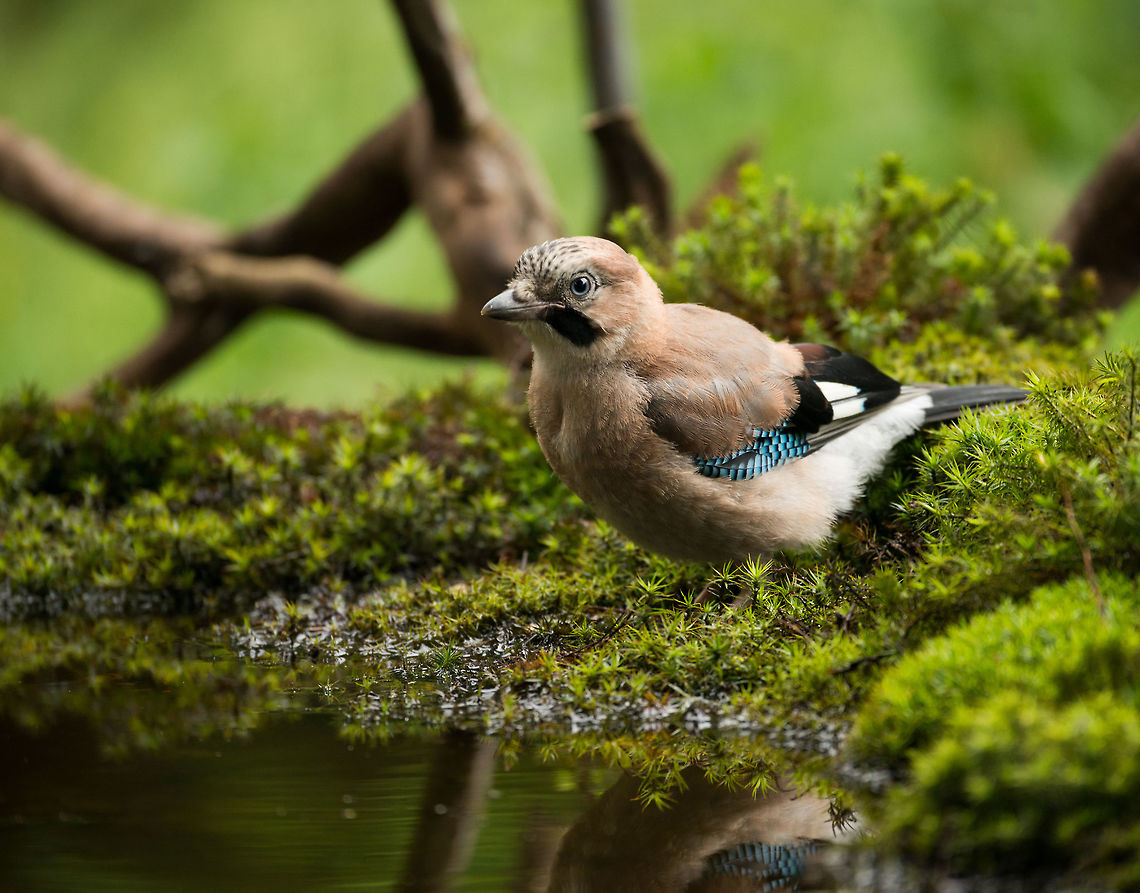 Closeup of Eurasian Jay drinking, Hoenderloo  Eurasian Jay,Garrulus glandarius,Geotagged,Hoenderloo,Netherlands,Summer