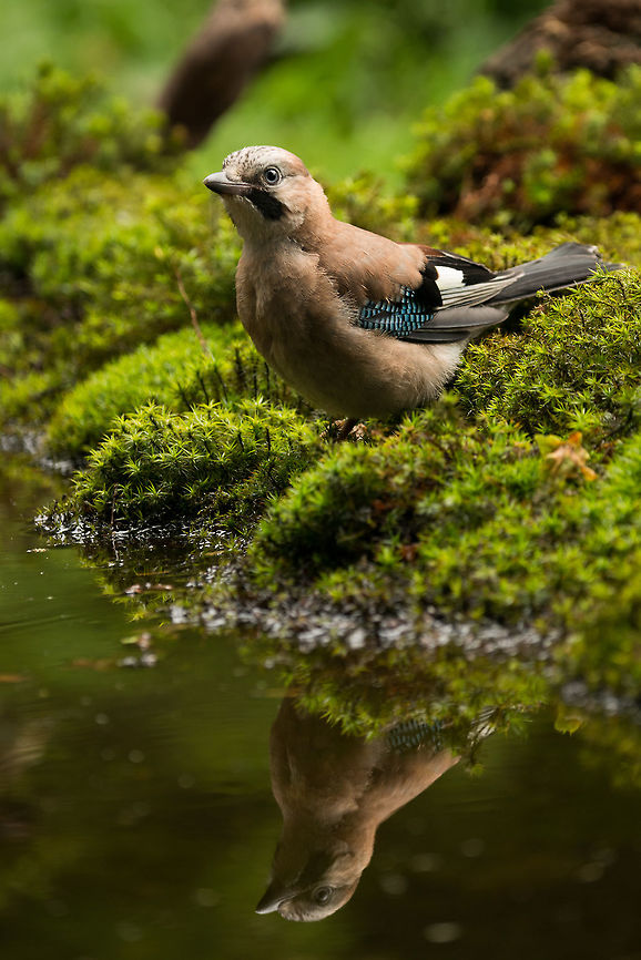 Eurasian Jay water reflection, Hoenderloo  Eurasian Jay,Garrulus glandarius,Geotagged,Hoenderloo,Netherlands,Summer