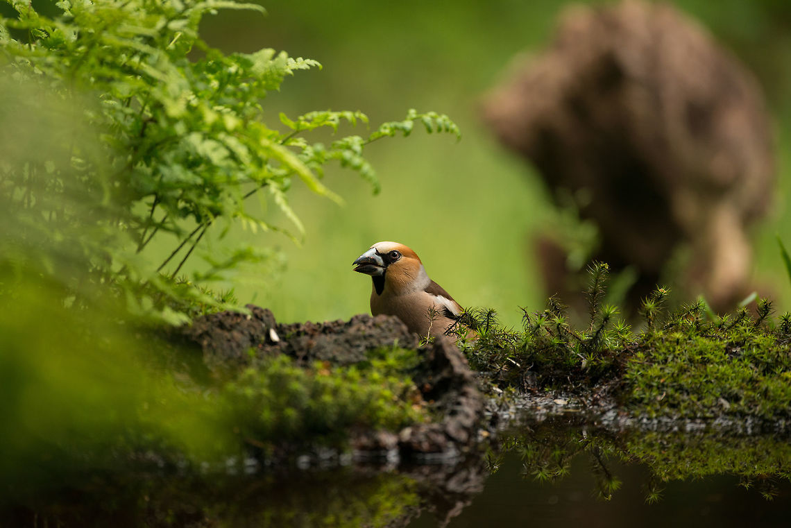 Hawfinch in Hoenderloo I&#039;m happy with this observation. The first time I&#039;ve seen this bird with my own eyes, and one of the main birds we were hoping to see when renting this bird watching house. The bird is not rare, it&#039;s just not often seen due to it living in high trees and being quite shy. Coccothraustes coccothraustes,Hawfinch,Hoenderloo