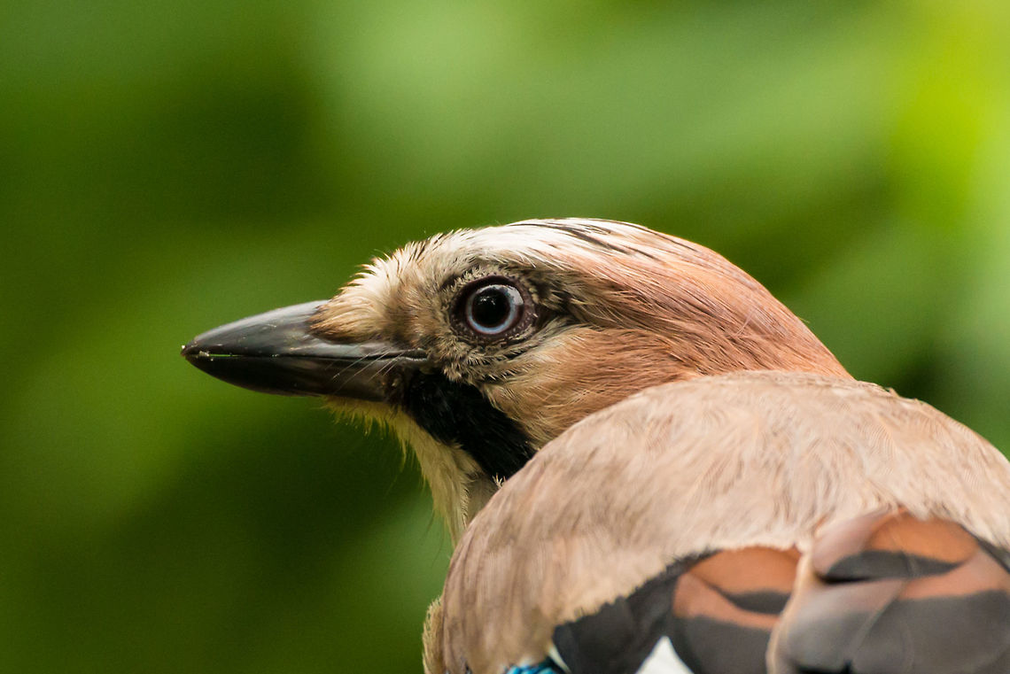 Eurasian Jay extreme closeup Heavily cropped so quite some loss of quality, but I want to highlight what beautiful blue eyes they have. Eurasian Jay,Garrulus glandarius,Geotagged,Hoenderloo,Netherlands,Summer