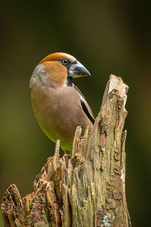 Hawfinch closeup  Coccothraustes coccothraustes,Geotagged,Hawfinch,Hoenderloo,Netherlands,Summer