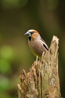 Wise Hawfinch Small, but one of the most sought after song birds in the Netherlands. I love how incredibly neat their patterns are, as if they are wearing a suit. Coccothraustes coccothraustes,Geotagged,Hawfinch,Hoenderloo,Netherlands,Summer