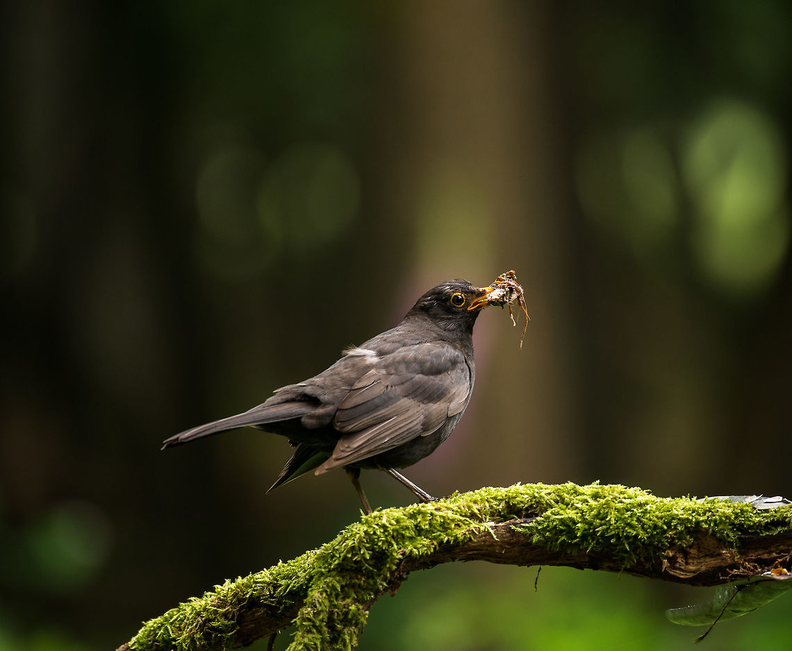 Male Blackbird stashing supplies, Hoenderloo It's a busy month for blackbirds, both males and females stash their beaks full of food and nest material. This male has found itself an earwig, some spiders including its web, and some twigs. And that's just one of many loads. Common Blackbird,Geotagged,Hoenderloo,Netherlands,Summer,Turdus merula