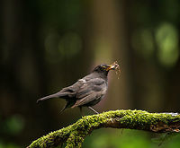 Male Blackbird stashing supplies, Hoenderloo It's a busy month for blackbirds, both males and females stash their beaks full of food and nest material. This male has found itself an earwig, some spiders including its web, and some twigs. And that's just one of many loads. Common Blackbird,Geotagged,Hoenderloo,Netherlands,Summer,Turdus merula