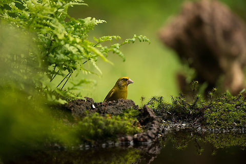 Male Greenfinch in Hoenderloo Likely a male for being more yellow. Both genders take care of their nests, which take only 14 days to incubate. Carduelis chloris,European Greenfinch,Geotagged,Hoenderloo,Netherlands,Summer