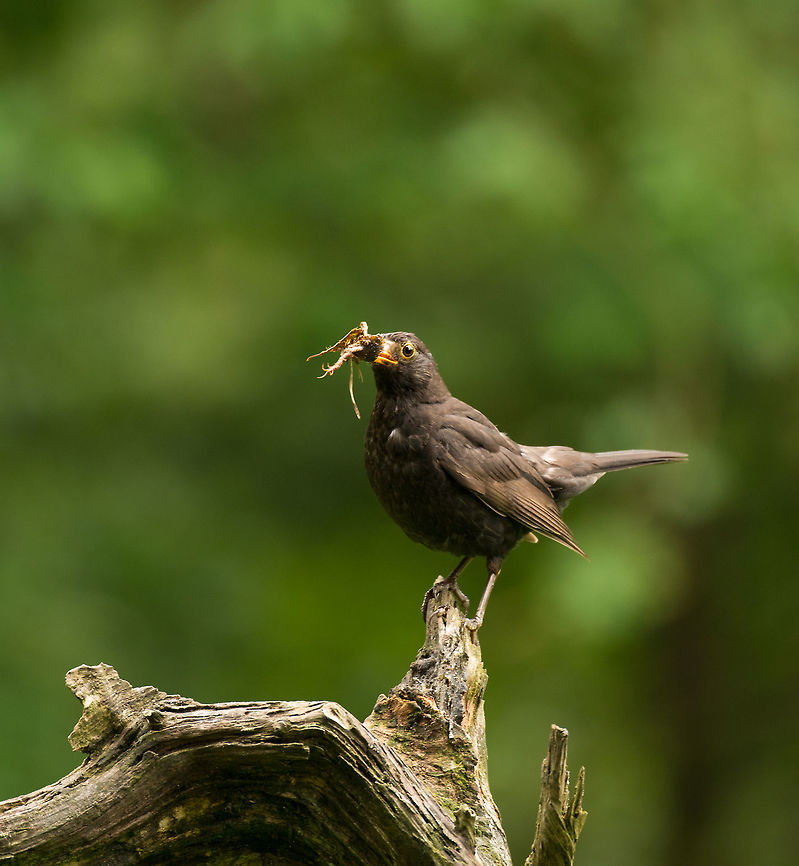 Male Blackbird stashing supplies - II, Hoenderloo It's a busy month for blackbirds, both males and females stash their beaks full of food and nest material. This male has found itself an earwig, some spiders including its web, and some twigs. And that's just one of many loads.  Common Blackbird,Geotagged,Hoenderloo,Netherlands,Summer,Turdus merula