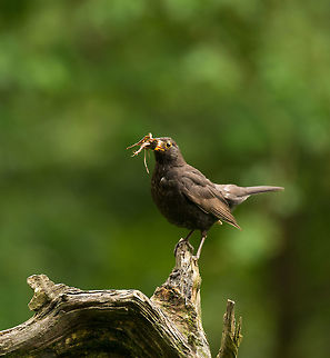 Male Blackbird stashing supplies - II, Hoenderloo It's a busy month for blackbirds, both males and females stash their beaks full of food and nest material. This male has found itself an earwig, some spiders including its web, and some twigs. And that's just one of many loads.  Common Blackbird,Geotagged,Hoenderloo,Netherlands,Summer,Turdus merula