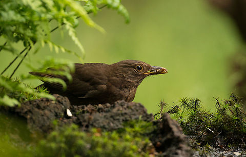 Female blackbird stashing up sun seeds in Hoenderloo  Common Blackbird,Geotagged,Hoenderloo,Netherlands,Summer,Turdus merula