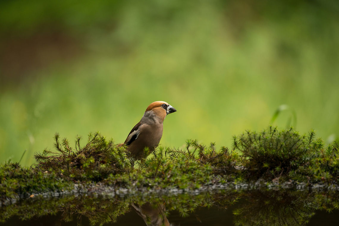 Hawfinch down the water side, Hoenderloo  Coccothraustes coccothraustes,Geotagged,Hawfinch,Hoenderloo,Netherlands,Summer