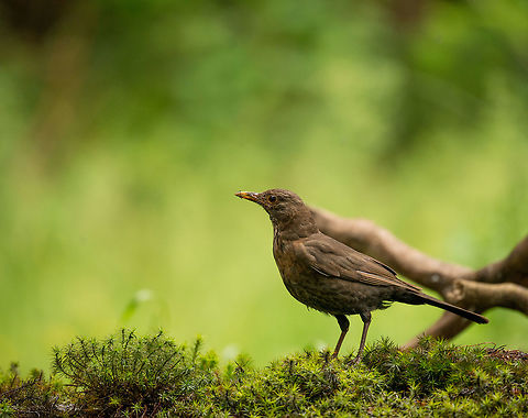 Female blackbird in Hoenderloo - II, Netherlands  Common Blackbird,Geotagged,Hoenderloo,Netherlands,Summer,Turdus merula